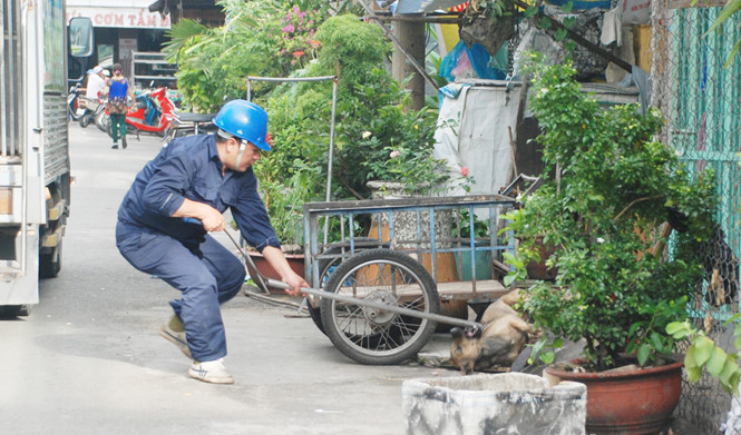 bắt chó chạy rông