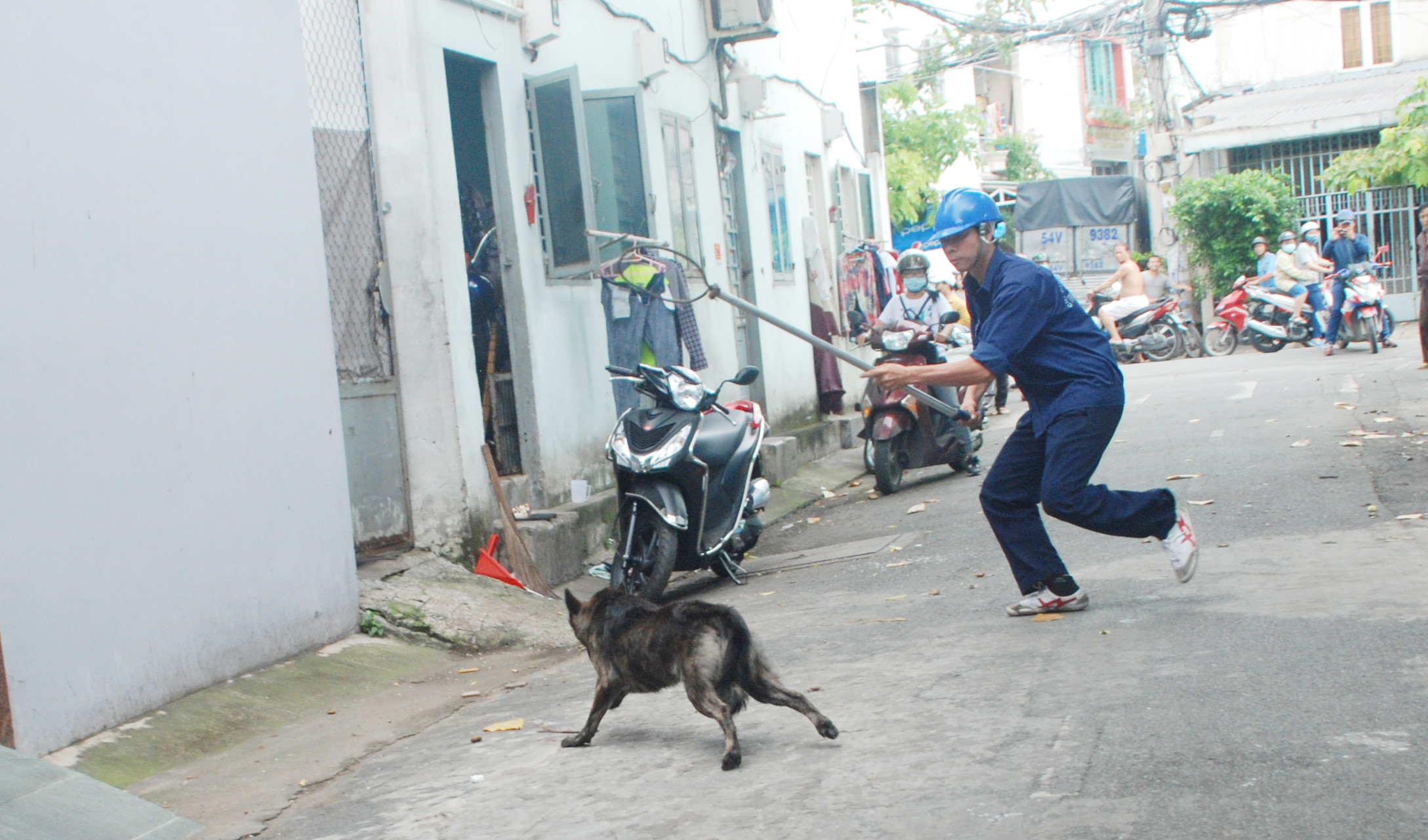 bắt chó chạy rông