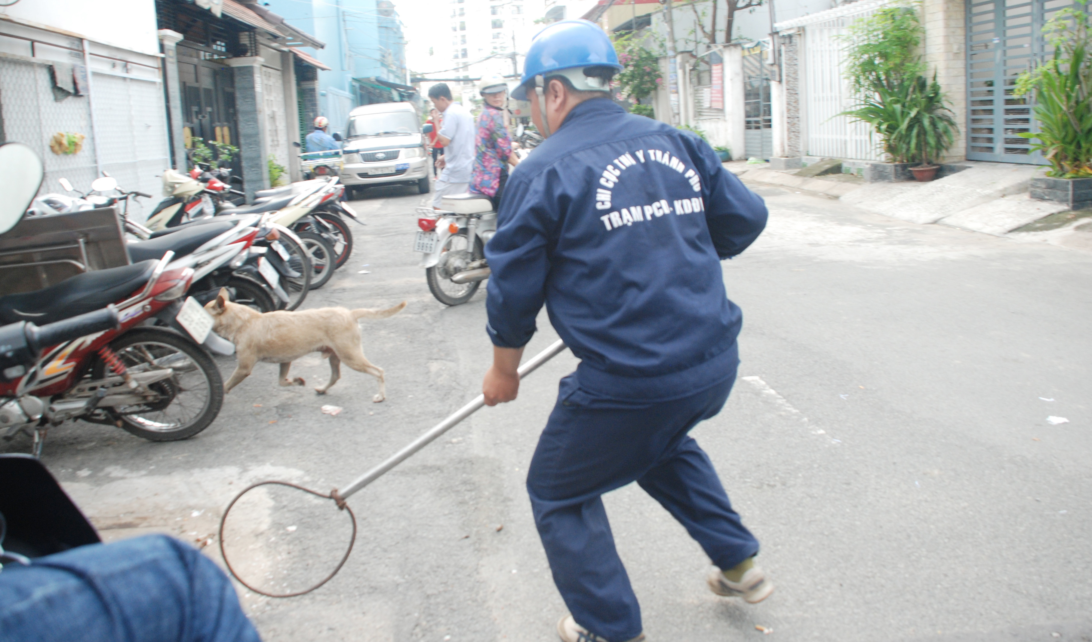 bắt chó chạy rông