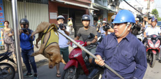 chó thả rông