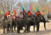 Đắk Lắk: Voi rừng hung dữ tấn công voi nhà