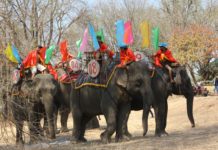 Đắk Lắk: Voi rừng hung dữ tấn công voi nhà