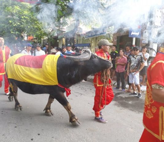 chọi trâu Đồ Sơn 2017