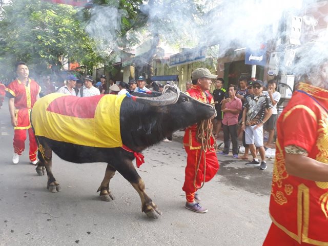 chọi trâu Đồ Sơn 2017