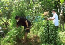 Lời khai của doanh nhân ngoại quốc trồng vườn cần sa ở bãi giữa sông Hồng