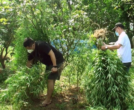 Lời khai của doanh nhân ngoại quốc trồng vườn cần sa ở bãi giữa sông Hồng