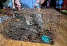 Bị phạt hơn một tỷ đồng vì trong nhà có 8 con kỳ đà