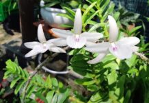 Ngậm đắng nuốt cay vì những thương vụ lừa đảo lan đột biến