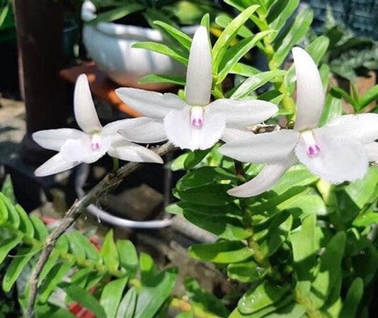 Ngậm đắng nuốt cay vì những thương vụ lừa đảo lan đột biến