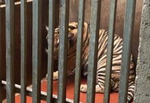 Vụ “giải cứu” 17 con hổ nuôi nhốt trái phép: 8 con bất ngờ… ch.ế.t