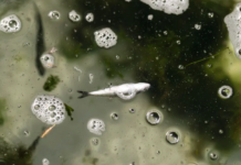 Tạm đình chỉ bí thư, chủ tịch phường ở Quy Nhơn vì để dịch lây lan