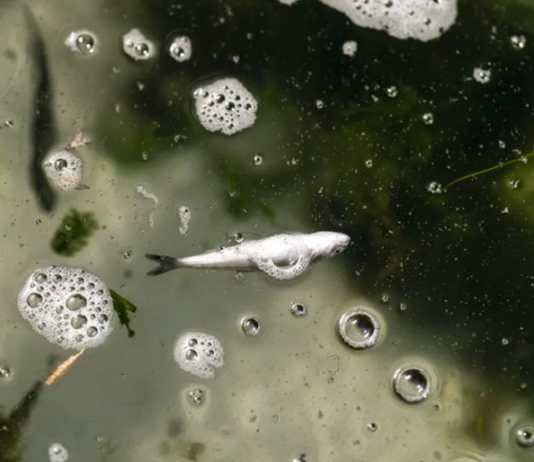 Tạm đình chỉ bí thư, chủ tịch phường ở Quy Nhơn vì để dịch lây lan