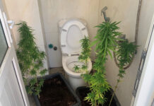 “Ông tây” trồng cần sa trên tầng thượng để làm… cảnh