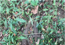 Mua kỳ đà để phóng sinh, bà cụ 75 tuổi đối diện mức án 15 năm tù