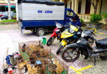 Sắm cả xe tải để một ngày trộm cắp được 36 con mèo