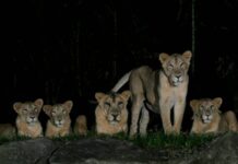 Bốn con sư tử mắc Covid-19 ở Singapore