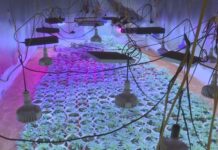 Truy nã toàn quốc ông “trùm” trồng cần sa công nghệ cao