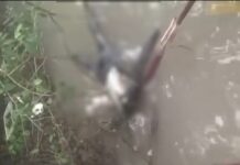 Phát hiện thi thể không đầu, mất 2 bàn tay trôi trên sông ở Cà Mau