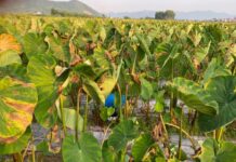 Rùng mình phát hiện th.i th.ể đang phân hủy trong ruộng khoai