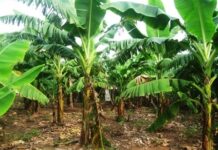 Thi thể cụ bà 95 tuổi chôn bất thường trong vườn nhà người con trai