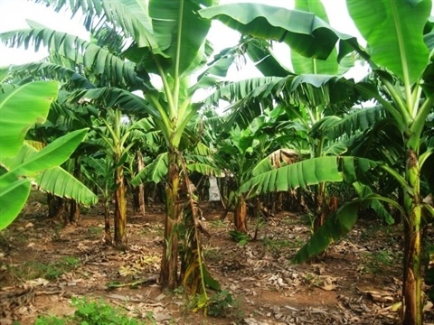 Thi thể cụ bà 95 tuổi chôn bất thường trong vườn nhà người con trai