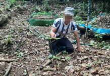 Một người dân bị mất 30 củ sâm Ngọc Linh trị giá 500 triệu đồng