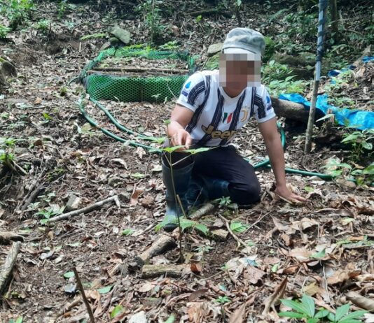 Một người dân bị mất 30 củ sâm Ngọc Linh trị giá 500 triệu đồng