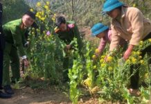 Kiểm tra vườn rau, phát hiện người phụ nữ trồng hơn 150 cây thuốc phiện