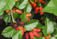 Loại lá có sẵn ở vườn quê Việt, tốt cho đường huyết, người bệnh tiểu đường nên uống để kéo dài tuổi thọ