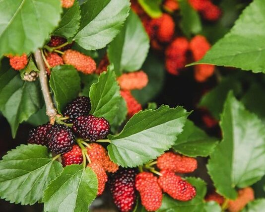 Loại lá có sẵn ở vườn quê Việt, tốt cho đường huyết, người bệnh tiểu đường nên uống để kéo dài tuổi thọ